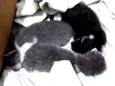 3 gatinhos malhados