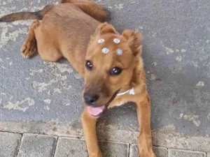 Cachorro raça SRD-ViraLata idade 2 a 6 meses nome Tedy