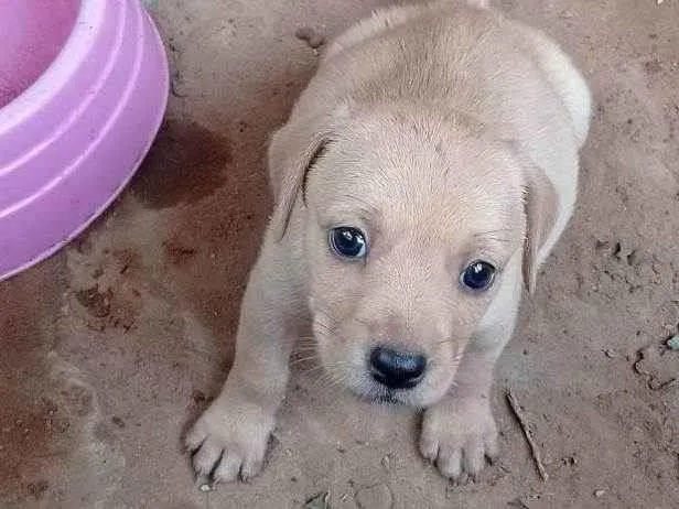 Cachorro ra a SRD-ViraLata idade Abaixo de 2 meses nome Fica a seu critério o nome