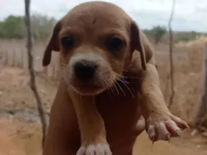 Cachorro raça SRD-ViraLata idade Abaixo de 2 meses nome Não tem nome dediquem vocês 