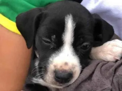 Cachorro raça SRD-ViraLata idade Abaixo de 2 meses nome ainda nao tem nome