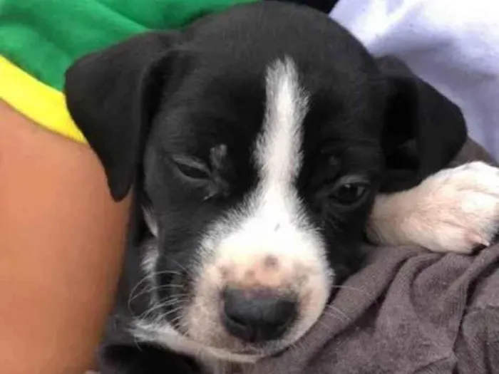 Cachorro ra a SRD-ViraLata idade Abaixo de 2 meses nome ainda nao tem nome