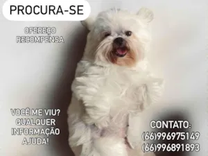 Cachorro raça Shitzu idade 6 ou mais anos nome Luna