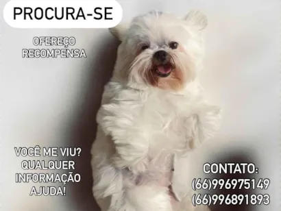 Cachorro raça Shitzu idade 6 ou mais anos nome Luna