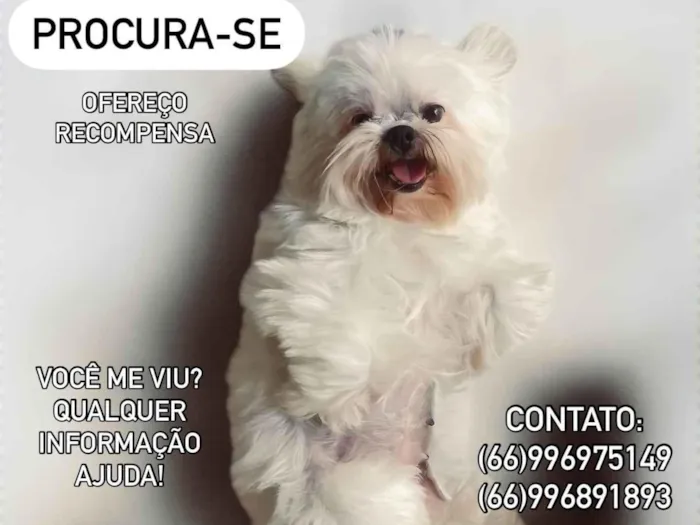 Cachorro ra a Shitzu idade 6 ou mais anos nome Luna