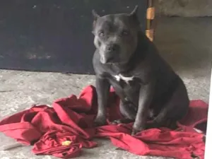 Cachorro raça Pit-Bull idade 2 anos nome Prada (American bully pocket)