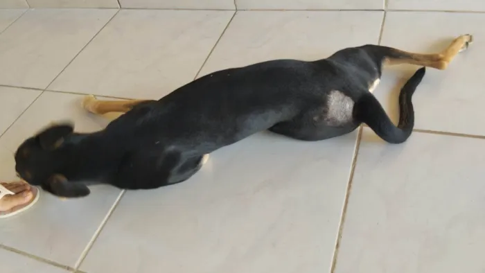 Cachorro ra a SRD-ViraLata idade 2 a 6 meses nome Ponce