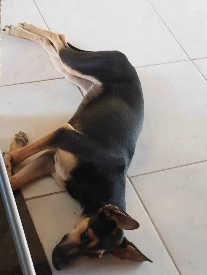 Cachorro ra a SRD-ViraLata idade 2 a 6 meses nome Ponce