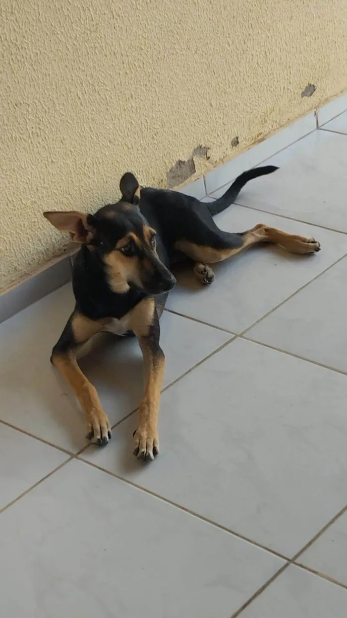 Cachorro ra a SRD-ViraLata idade 2 a 6 meses nome Ponce