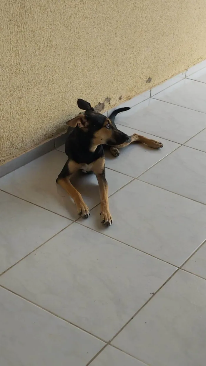 Cachorro ra a SRD-ViraLata idade 2 a 6 meses nome Ponce