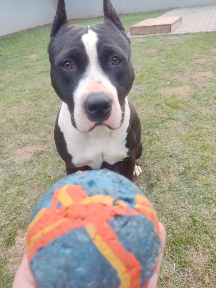 Cachorro ra a Pit-Bull idade 4 anos nome Uzi