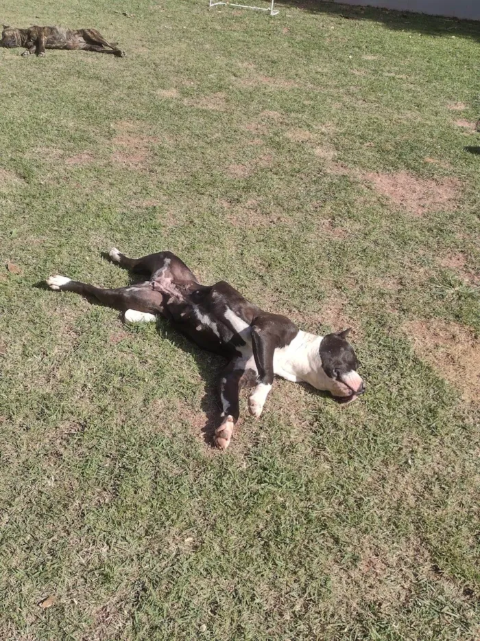 Cachorro ra a Pit-Bull idade 4 anos nome Uzi