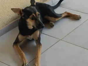 Cachorro raça SRD-ViraLata idade 2 a 6 meses nome Ponce