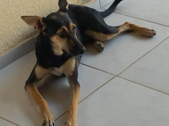 Cachorro ra a SRD-ViraLata idade 2 a 6 meses nome Ponce