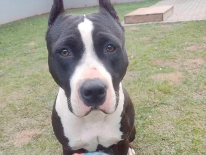 Cachorro raça Pit-Bull idade 4 anos nome Uzi