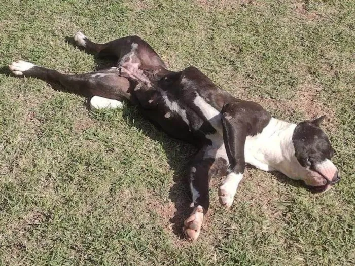 Cachorro ra a Pit-Bull idade 4 anos nome Uzi