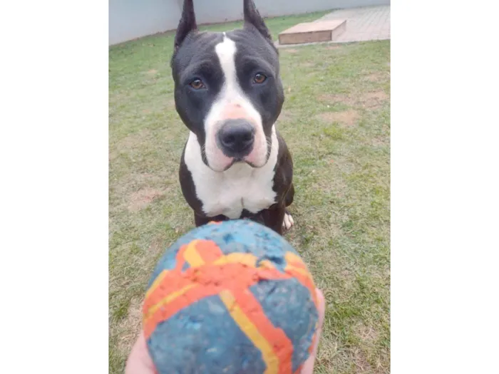 Cachorro ra a Pit-Bull idade 4 anos nome Uzi