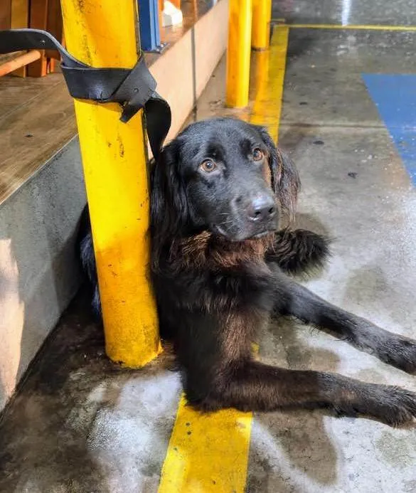 Cachorro ra a SRD-ViraLata idade 2 anos nome Guga