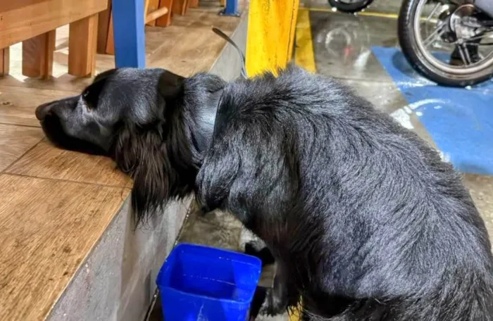 Cachorro ra a SRD-ViraLata idade 2 anos nome Guga