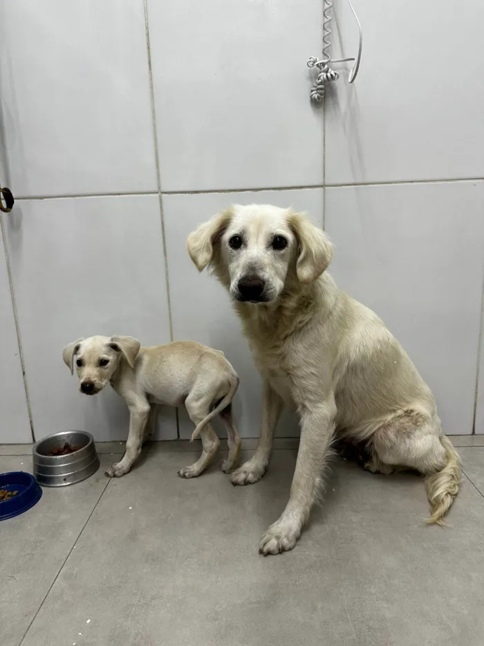 Cachorro ra a SRD-ViraLata idade 2 a 6 meses nome Pitiko