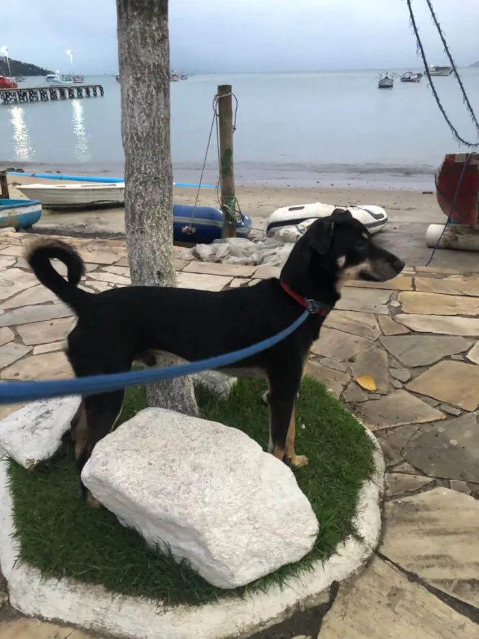 Cachorro ra a SRD-ViraLata idade 7 a 11 meses nome Pitoco