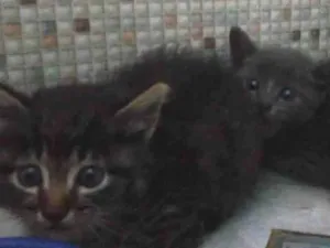 Gato raça SRD-ViraLata idade Abaixo de 2 meses nome Kate e dumble