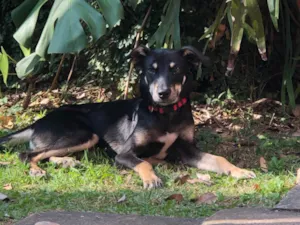 Cachorro raça SRD-ViraLata idade 7 a 11 meses nome Pitoco