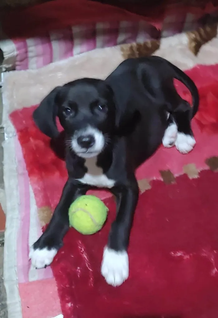 Cachorro ra a SRD-ViraLata idade 2 a 6 meses nome Bambino