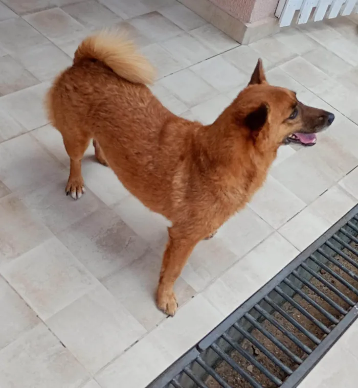 Cachorro ra a SRD-ViraLata idade 5 anos nome Tiara