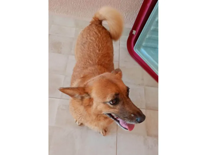 Cachorro ra a SRD-ViraLata idade 5 anos nome Tiara