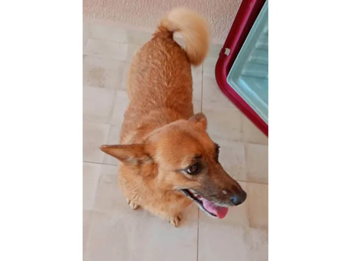 Cachorro ra a SRD-ViraLata idade 5 anos nome Tiara