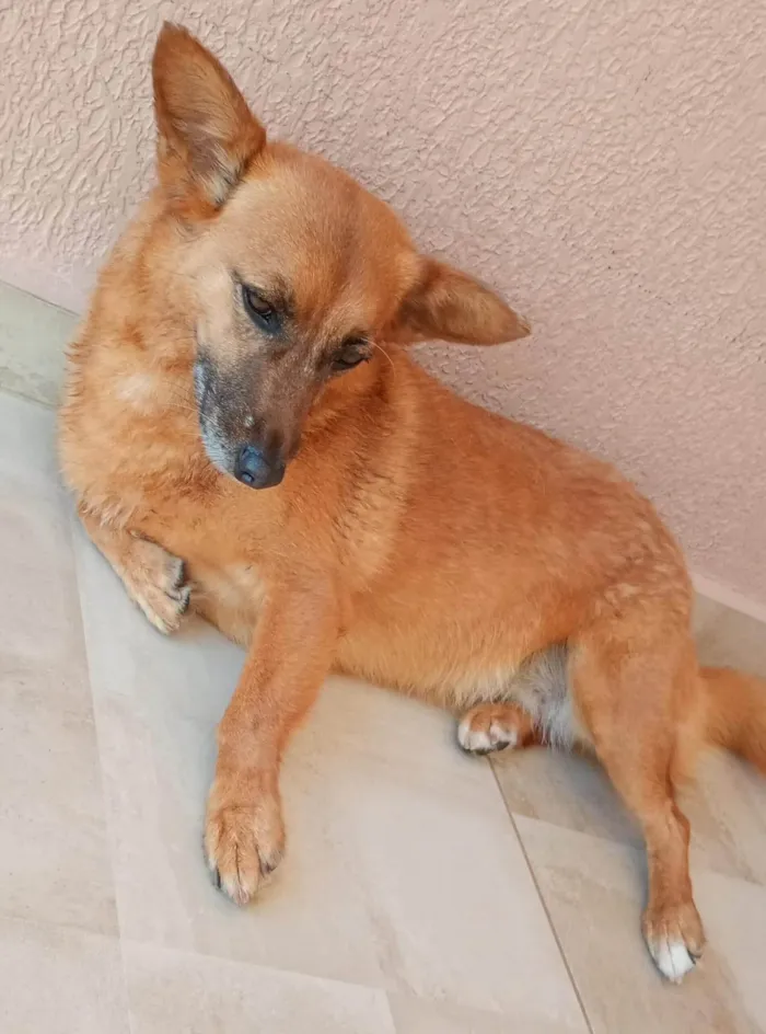 Cachorro ra a SRD-ViraLata idade 5 anos nome Tiara