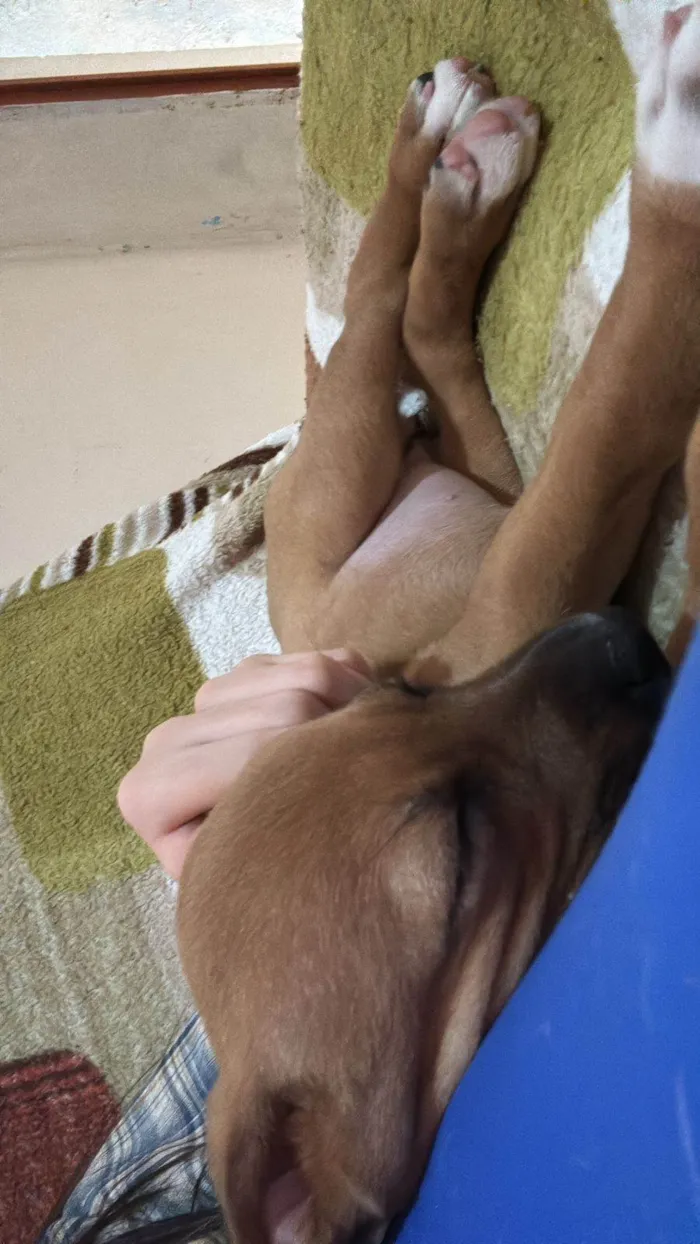 Cachorro ra a SRD-ViraLata idade 2 a 6 meses nome Lua