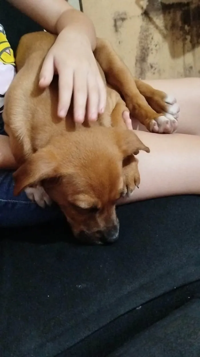 Cachorro ra a SRD-ViraLata idade 2 a 6 meses nome Lua