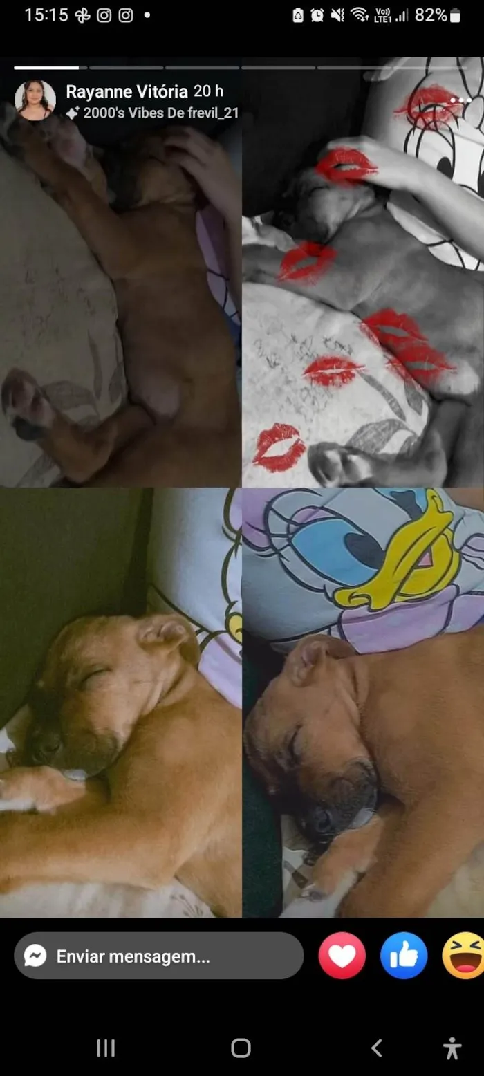 Cachorro ra a SRD-ViraLata idade 2 a 6 meses nome Lua