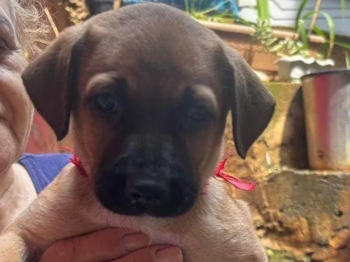 Cachorro ra a SRD-ViraLata idade 2 a 6 meses nome Lua