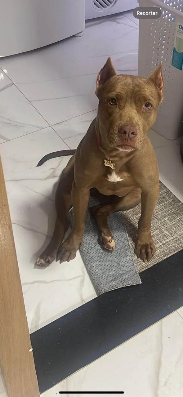 Cachorro ra a Pit-Bull idade 5 anos nome Hera