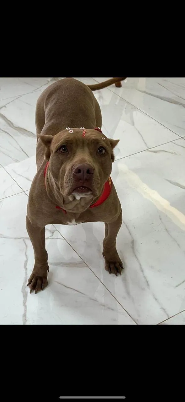 Cachorro ra a Pit-Bull idade 5 anos nome Hera