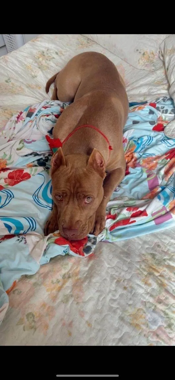 Cachorro ra a Pit-Bull idade 5 anos nome Hera