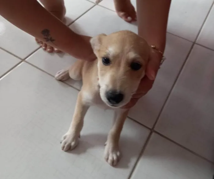 Cachorro ra a SRD-ViraLata idade 2 a 6 meses nome Procurando por um lar