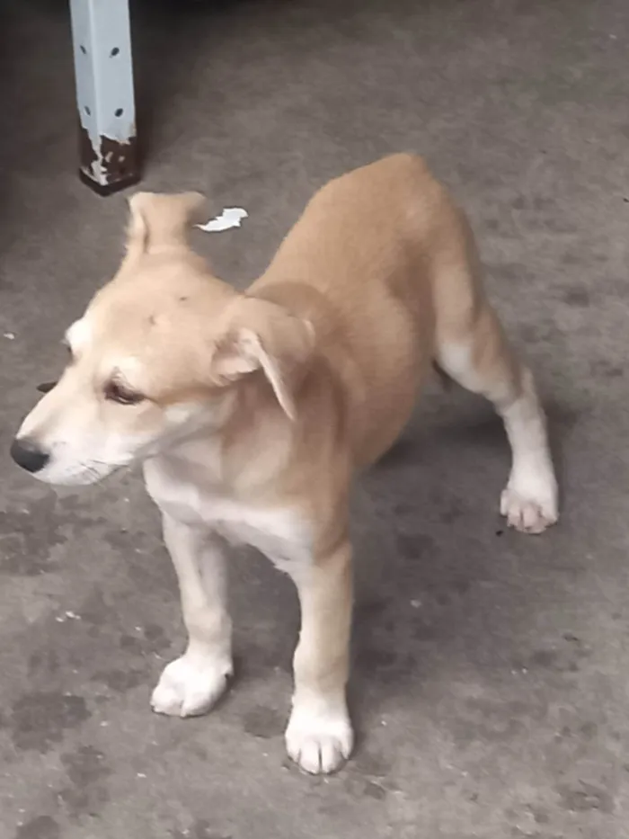 Cachorro ra a SRD-ViraLata idade 2 a 6 meses nome Procurando por um lar