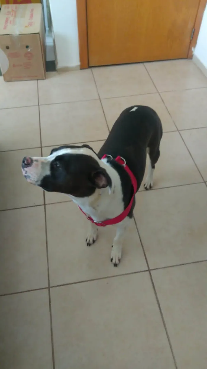 Cachorro ra a Pit-Bull idade 2 a 6 meses nome Ayla