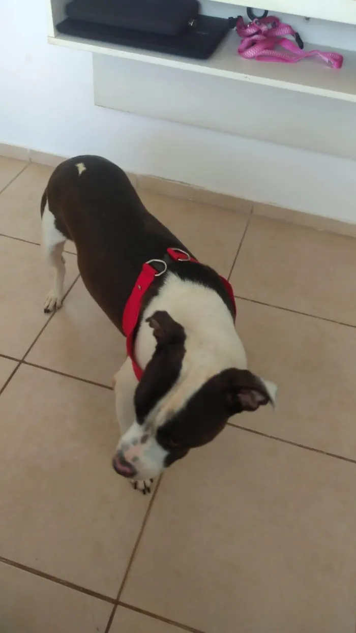 Cachorro ra a Pit-Bull idade 2 a 6 meses nome Ayla