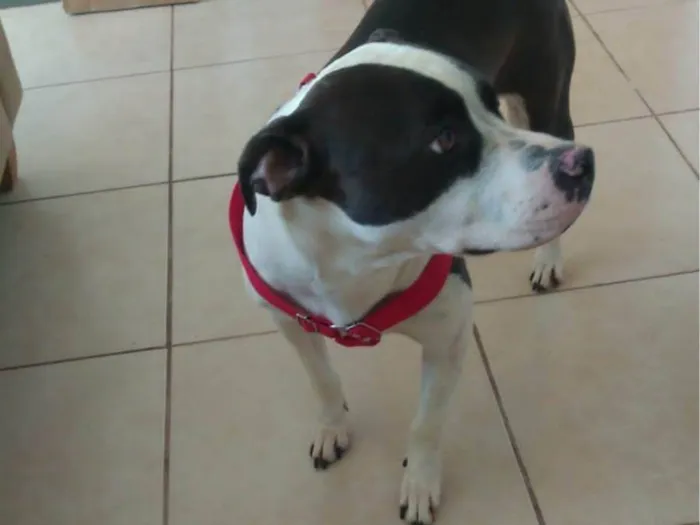 Cachorro ra a Pit-Bull idade 2 a 6 meses nome Ayla