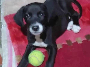 Cachorro raça SRD-ViraLata idade 2 a 6 meses nome Bambino