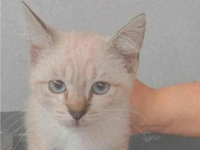 Gato raça SRD-ViraLata idade 2 a 6 meses nome Filhotes