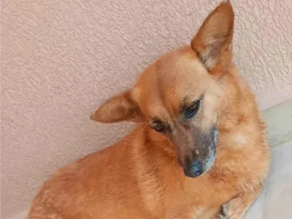 Cachorro raça SRD-ViraLata idade 5 anos nome Tiara