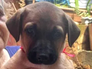 Cachorro raça SRD-ViraLata idade 2 a 6 meses nome Lua