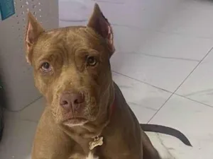 Cachorro raça Pit-Bull idade 5 anos nome Hera