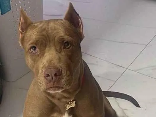 Cachorro ra a Pit-Bull idade 5 anos nome Hera